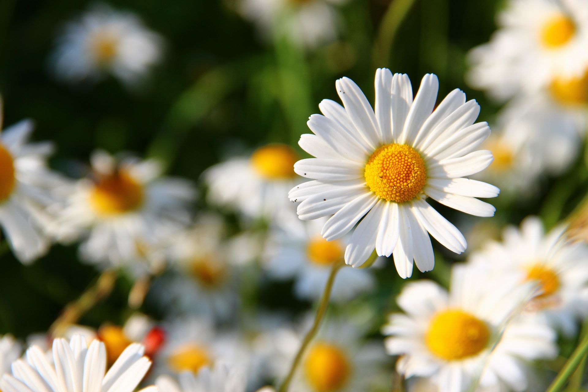 Chamomile