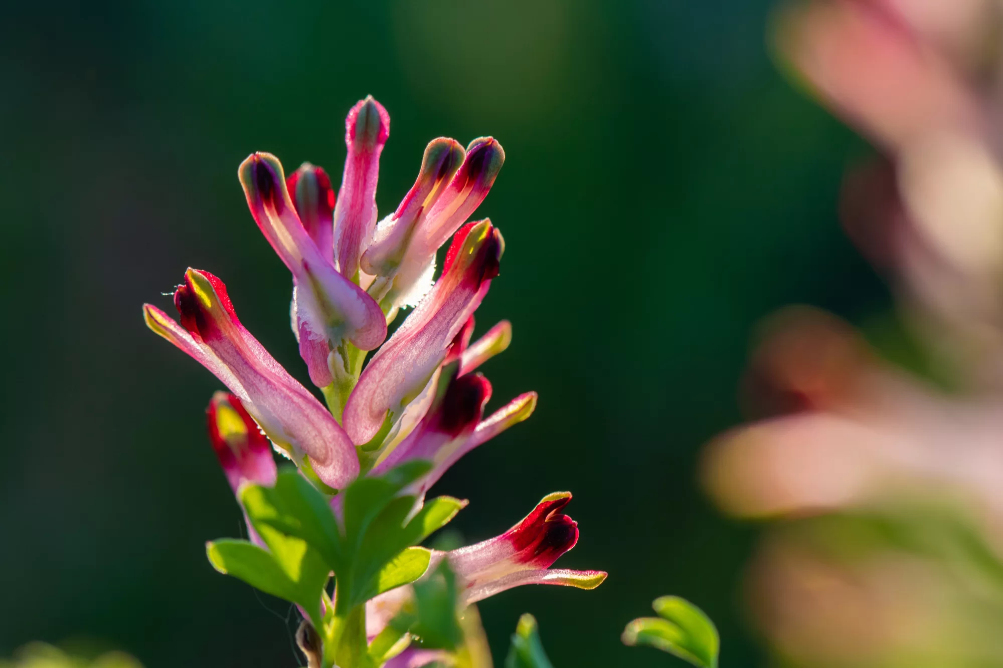 Şahtere (Fumaria officinalis)