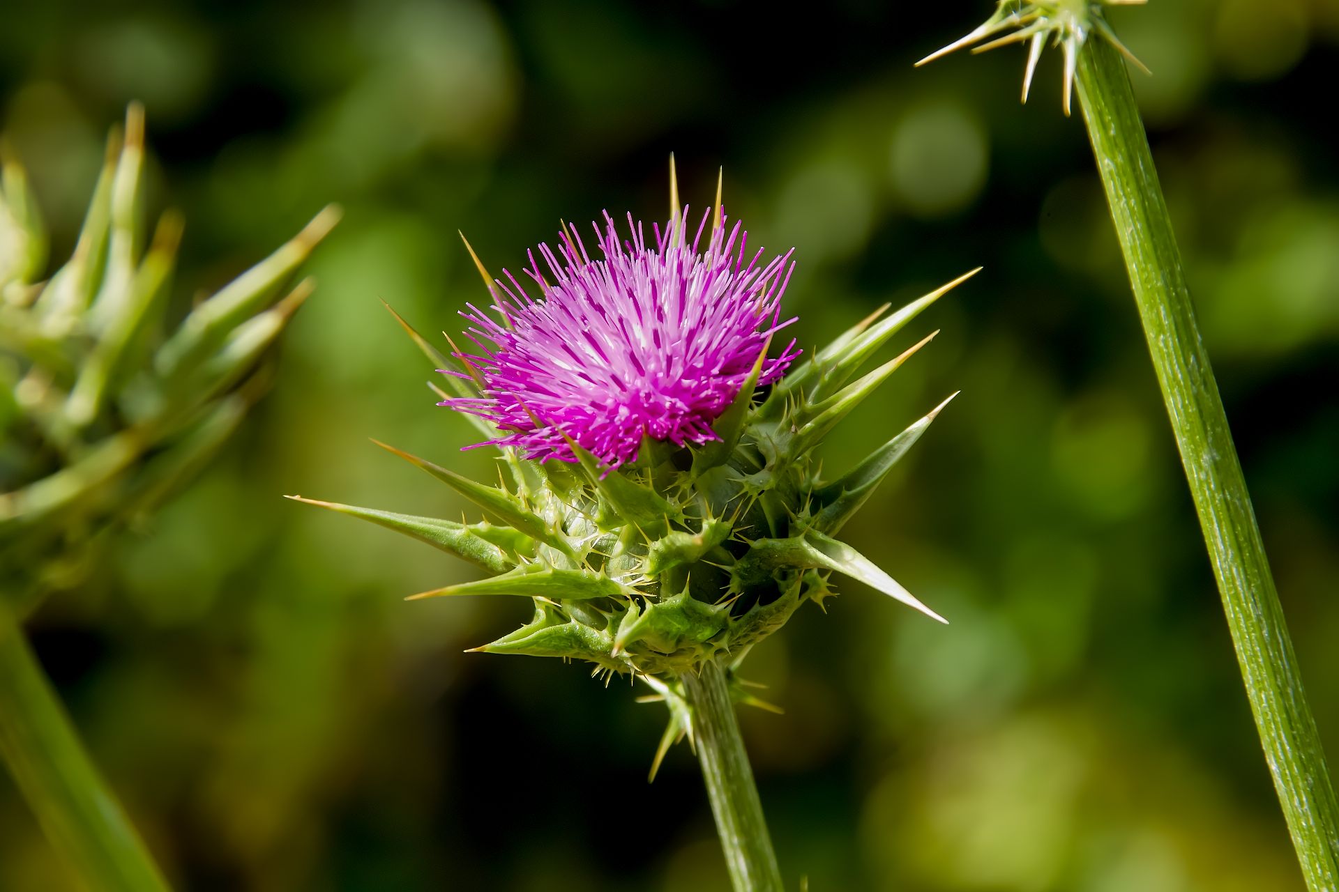 Milk Thistle Seed