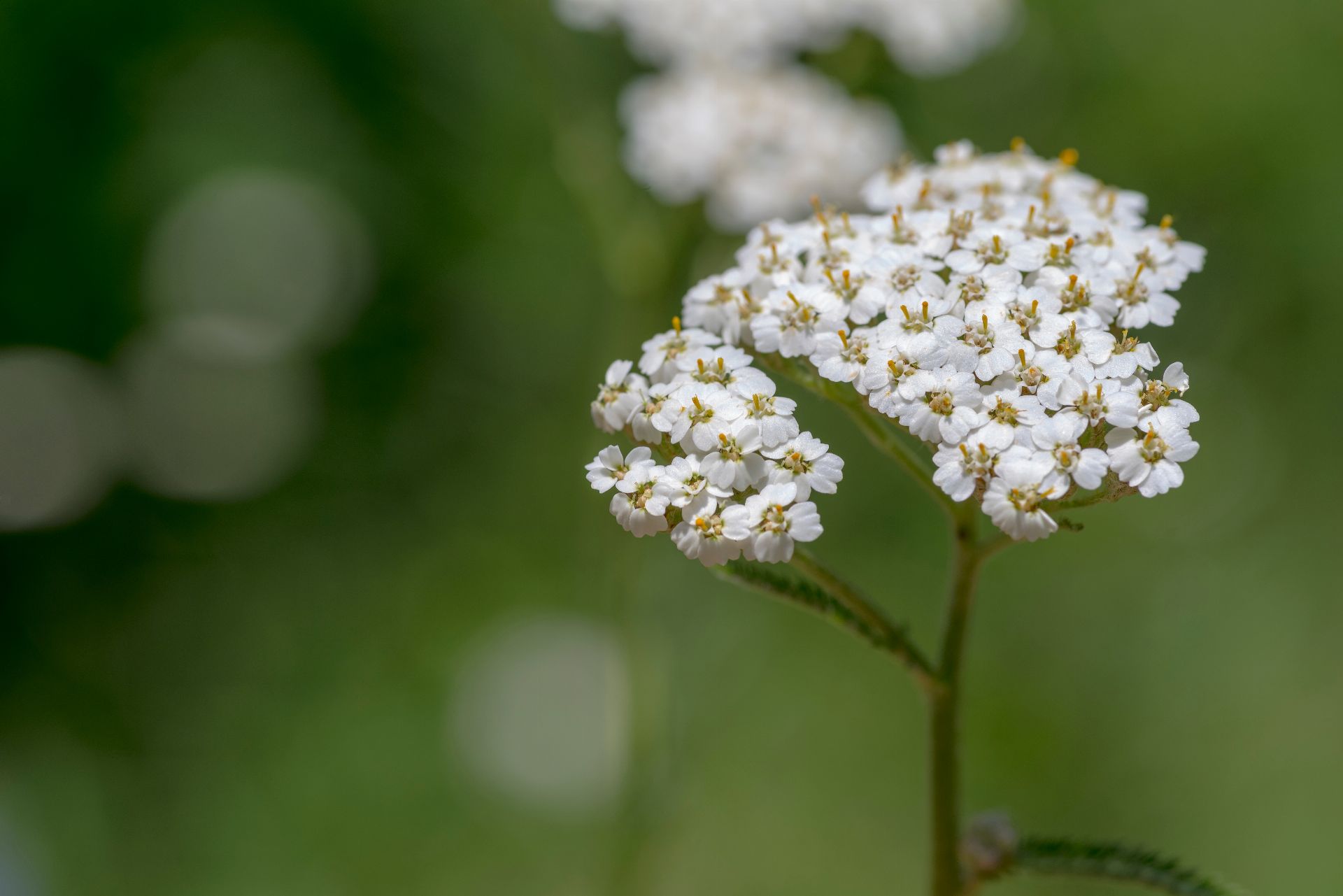 Yarrow