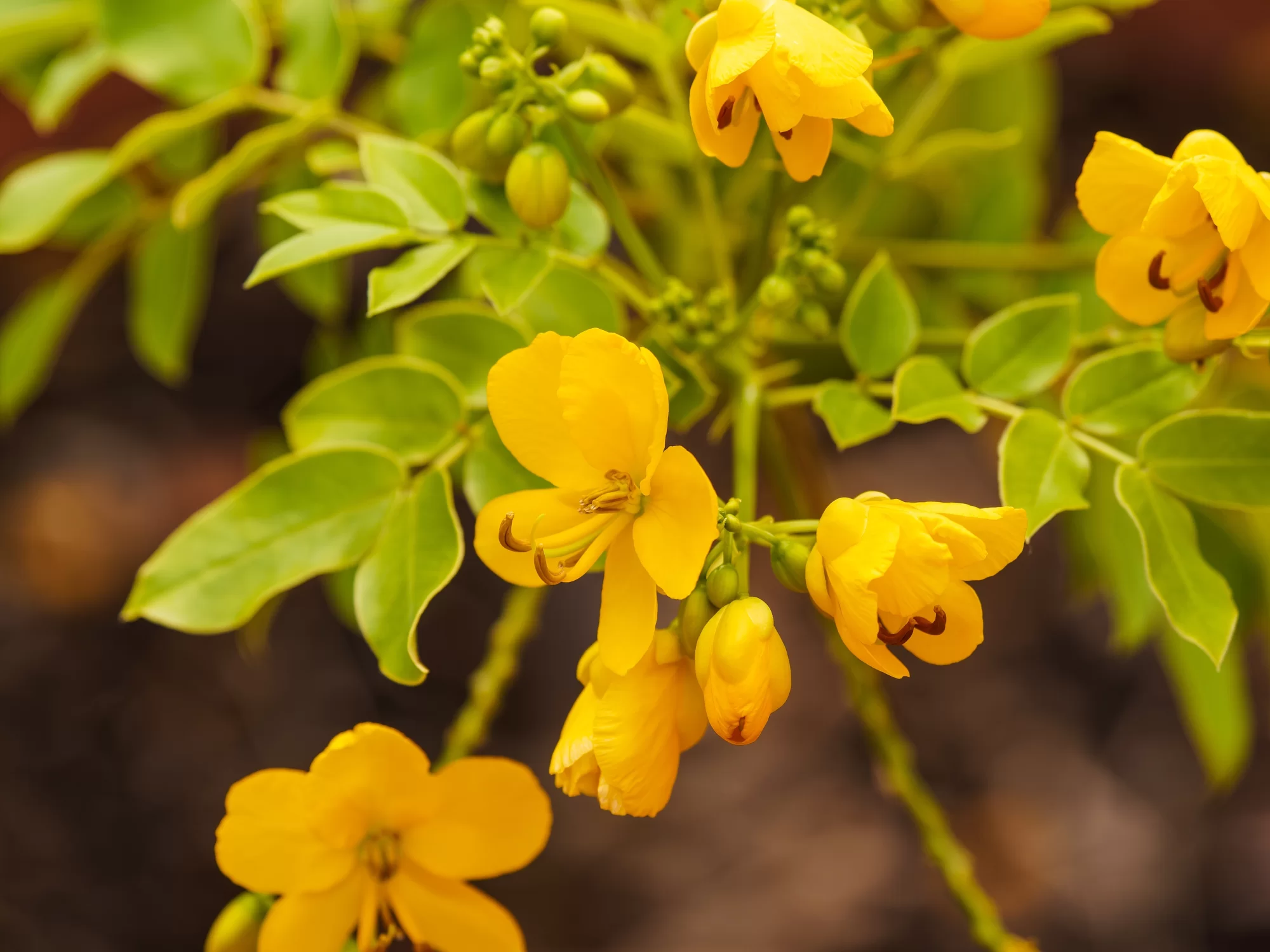 Sinameki (Cassia acutifolia)