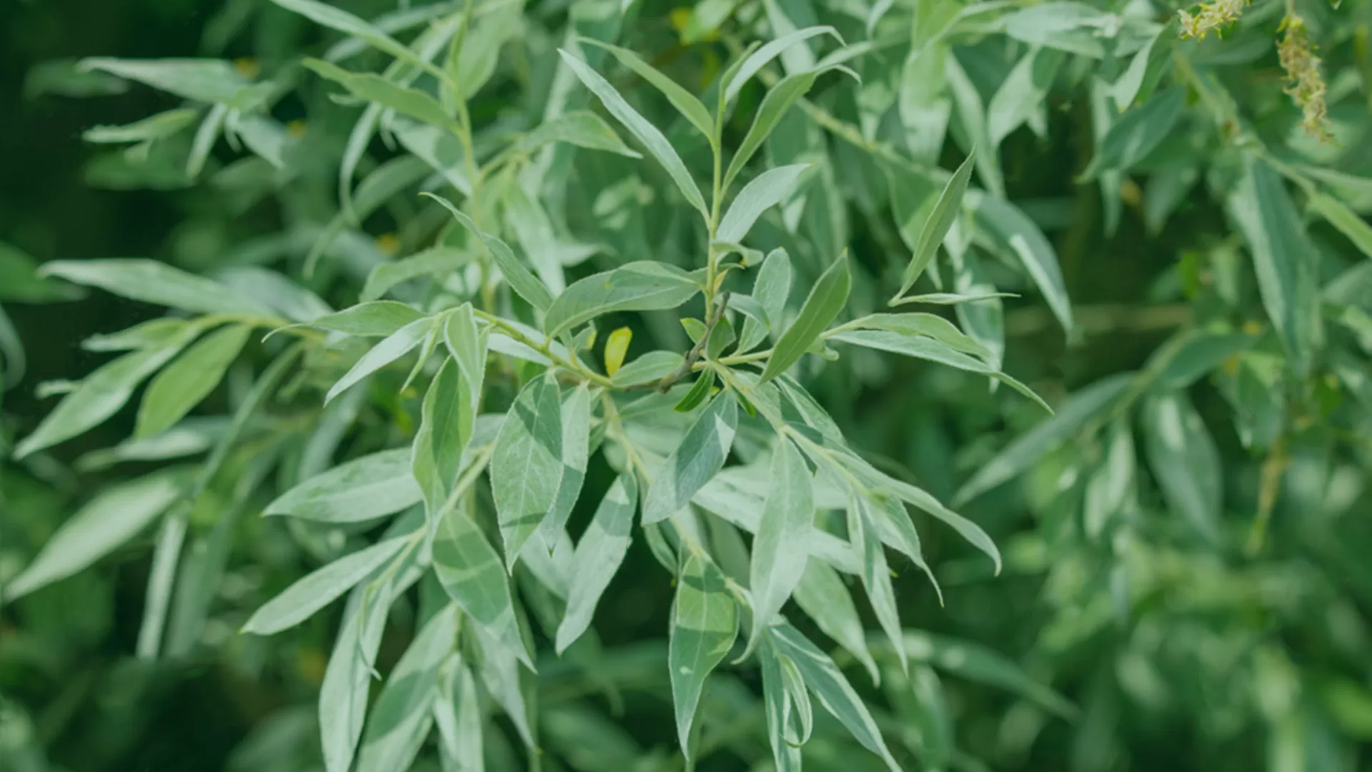 Söğüt (Salix alba)