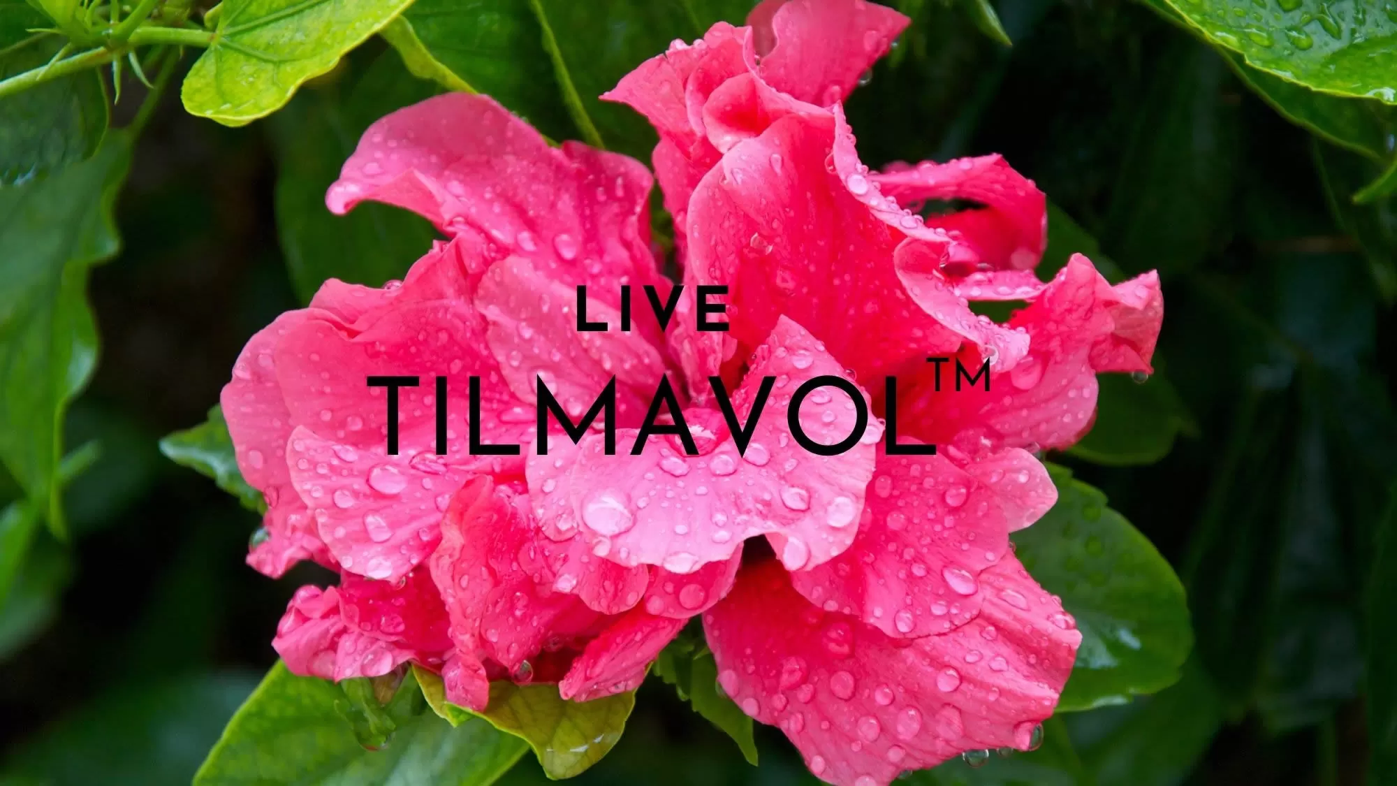 TILMAVOL™