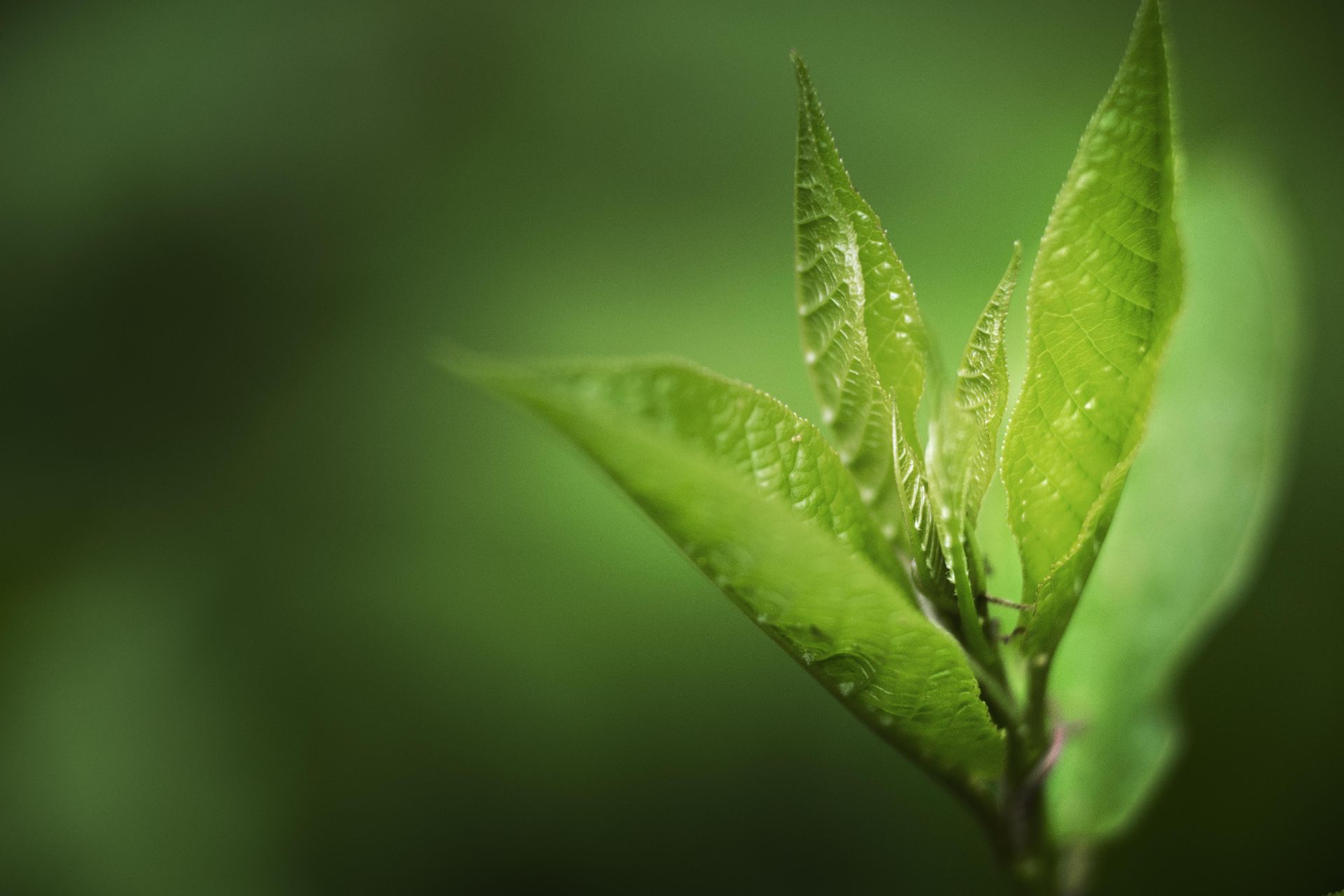 Green Tea (Camellia sinensis L.)