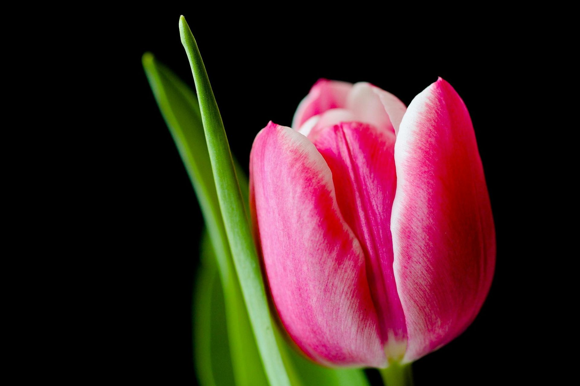 Altından Değerli Bir Çiçek: 17. Yüzyıl’da Hollanda’da Lale Çılgınlığı (Tulipmania)